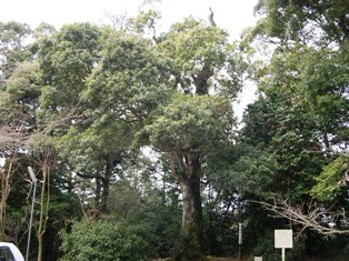 松尾寺のやまももの写真