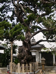西教寺のいぶきの写真