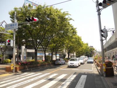 守口門真線の街路樹