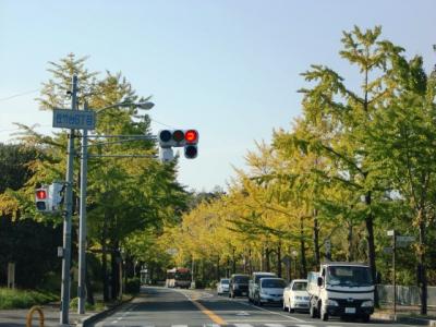 豊中摂津線の街路樹