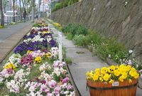 街路の植栽帯（ロマンチック街道）