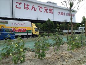 綿の植栽状況
