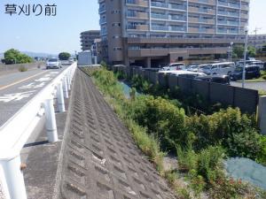 草刈り前