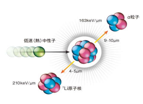 「中性子捕獲反応」を応用したBNCTの原理