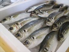 実習に用いた魚