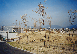 北堤の桜　狭山池博物館付近の写真