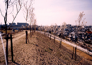 北堤の桜の写真