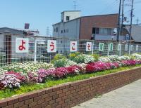 はなかずきの写真その2