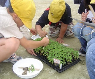 苗の移植作業