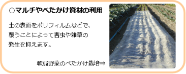 マルチやべたかけ資材の利用（土をポリフィルム等で覆い、草や害虫を抑える）