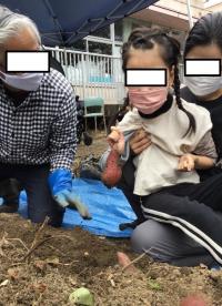 芋苗植えの様子