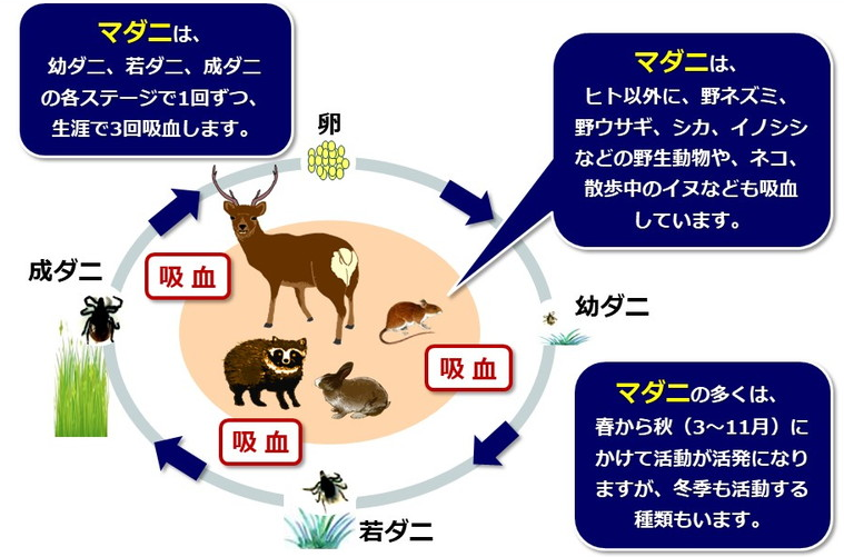 マダニの生活環