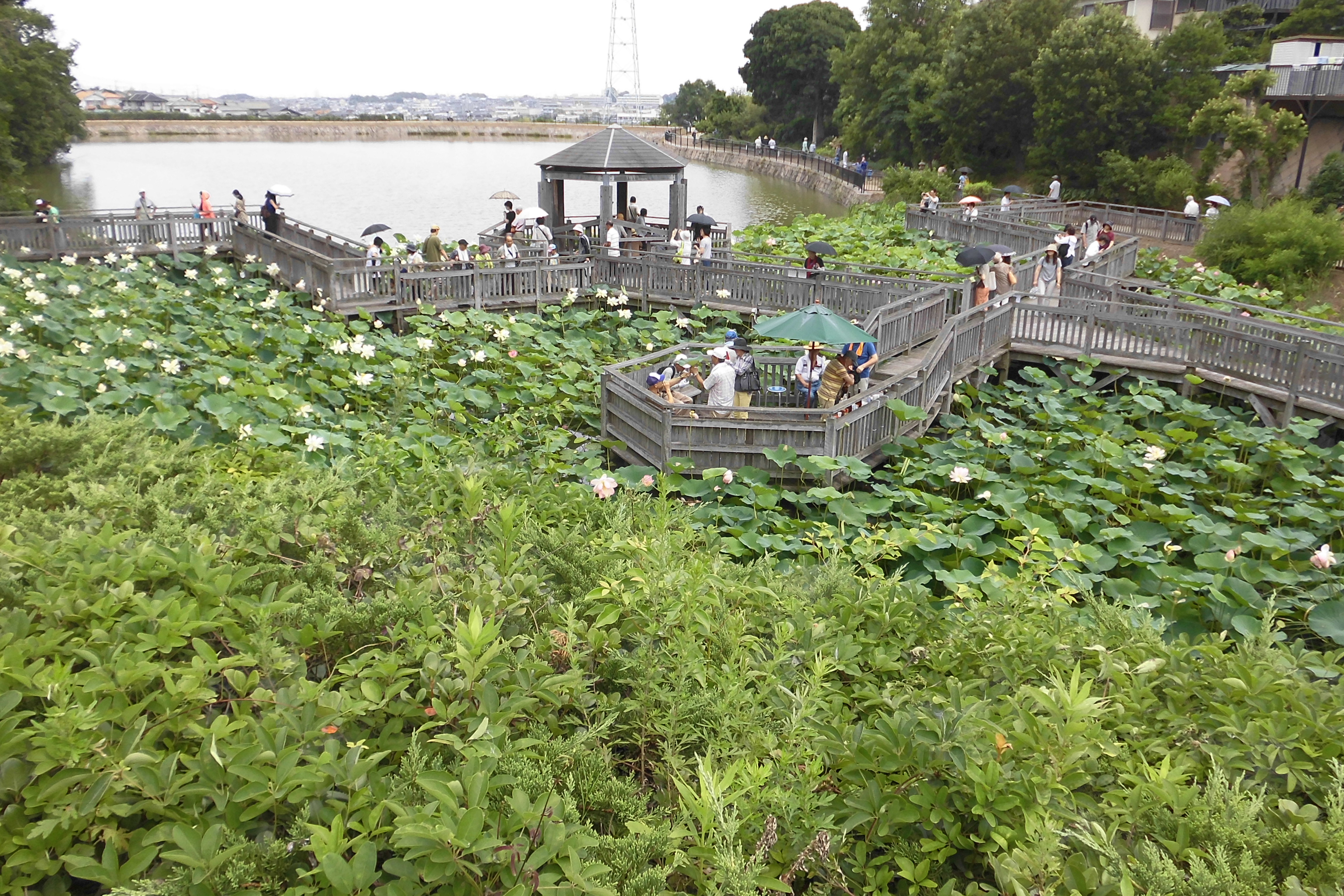 長池オアシス管理会の写真その1