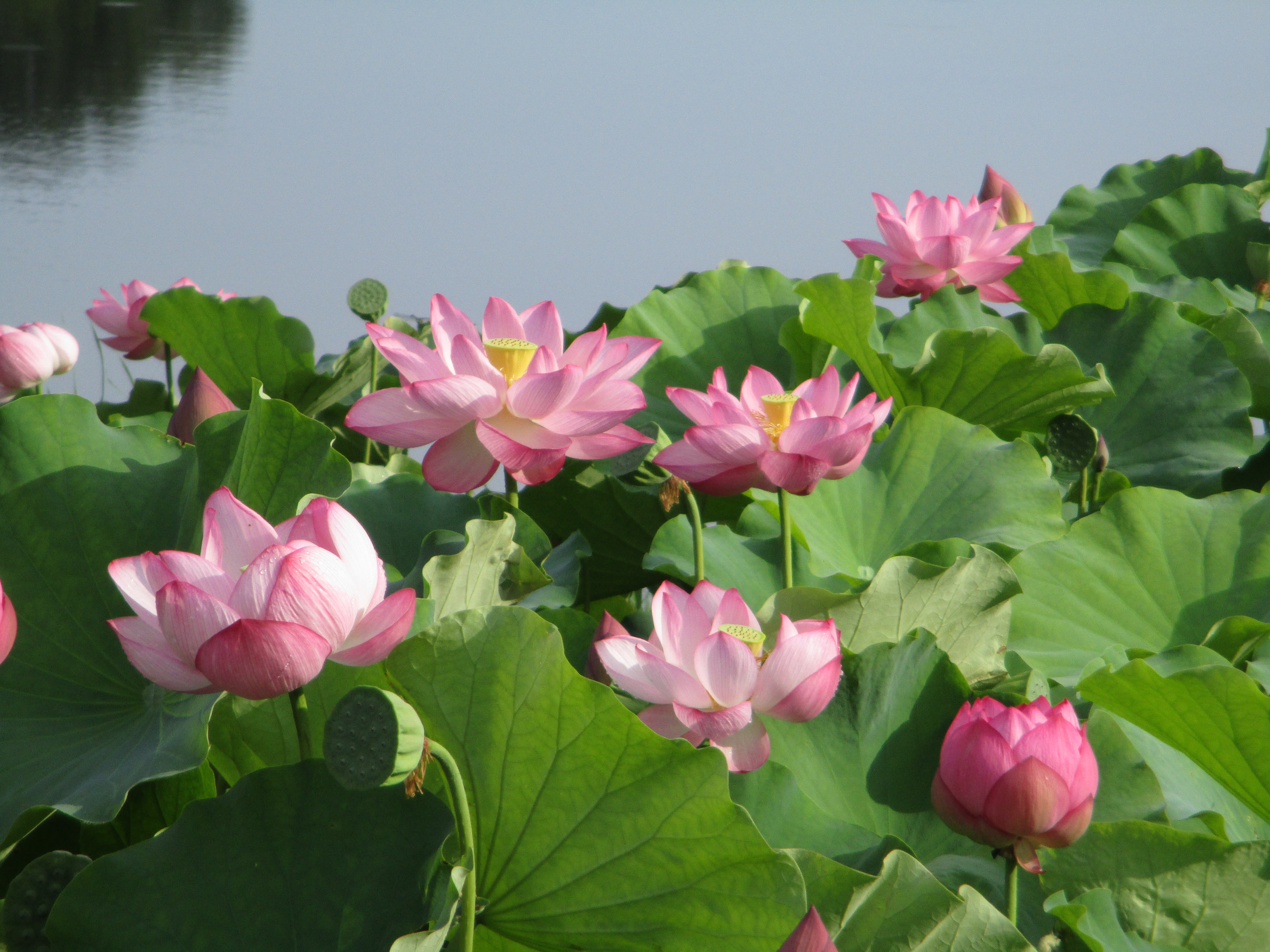 島本町緑と花いっぱいの会の写真その2