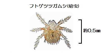 ツツガムシ