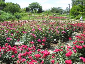 ばら庭園の品質向上と活性化の写真その1