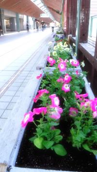 冬の花の様子