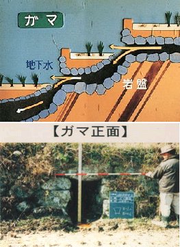ガマの構造