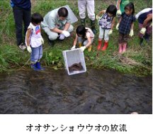 オオサンショウウオの放流