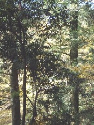 本山寺自然環境保全地域