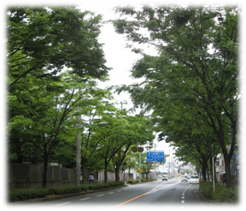 街路樹でみどりのトンネル