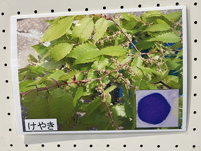 【写真】けやき