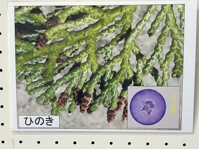 【写真】ひのき