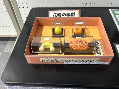 【写真】花粉の模型（お手を触れないでください）