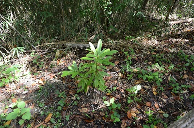 活動標識のすぐそばに植えたシャクナゲの生育状況の画像