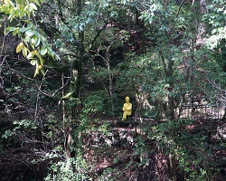 箕面の森アートウォーク