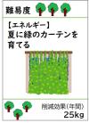 夏に緑のカーテンを育てる