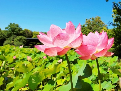 日本庭園はす池の写真