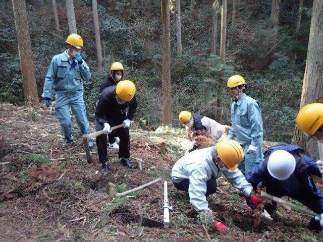 植林