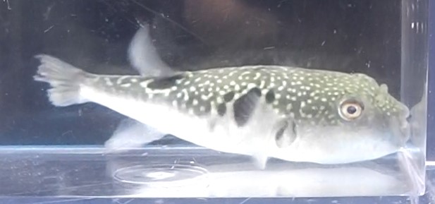 torafugu