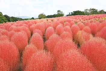 コキアの写真