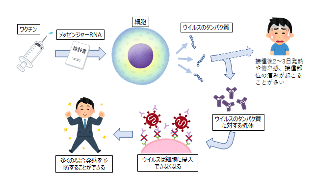 ワクチンの解説図
