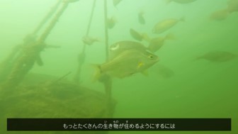 動画の概要