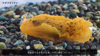 動画の概要