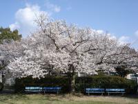 桜の画像