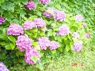 紫陽花の画像