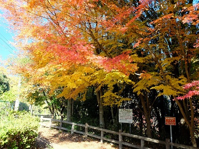 活動地周辺の紅葉の様子