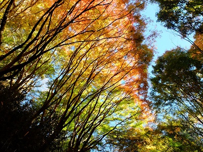 活動地周辺の森の紅葉の状況