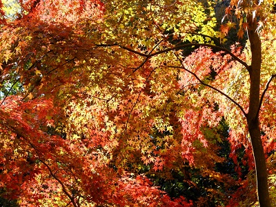 周辺の紅葉の様子