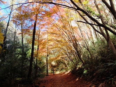 周辺の森の紅葉の画像
