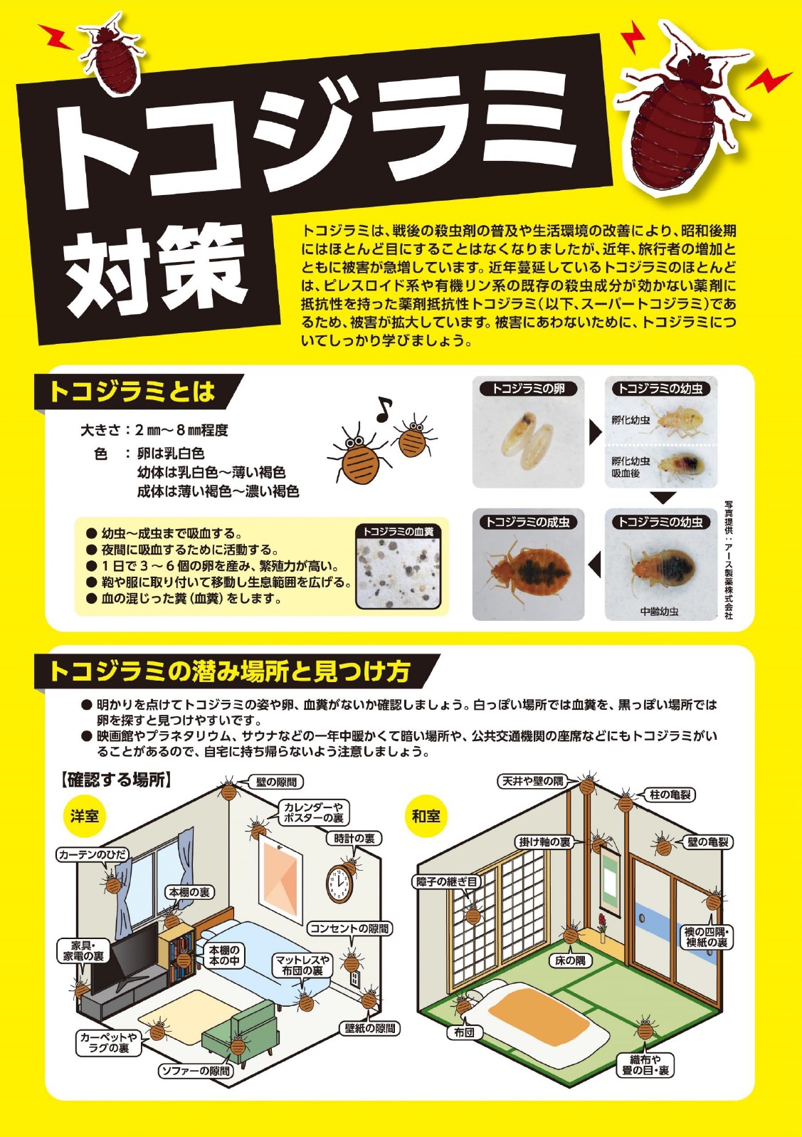 トコジラミリーフレット表面