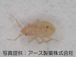 トコジラミの孵化幼虫