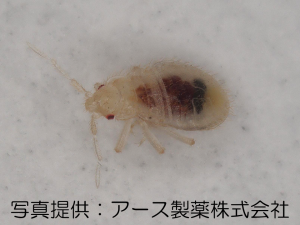 トコジラミの孵化幼虫（吸血）