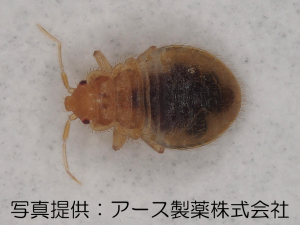 トコジラミの中齢幼虫