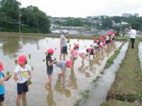 小学生の田植えの様子