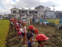 小学生の田植えの様子その2